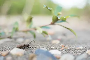 Bilder Datiert 19. Juni 2019: Marco ist ein Insektengemälde.