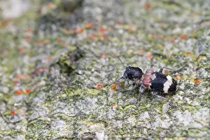 Bilder Datiert 12. Juni 2013: Marco ist ein Insektbild.