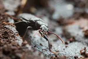 Wildlife In Switzerland Drucke: Marco image of an insect