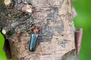 Marco ist ein Insektbild.