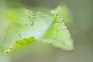 Juli Drucke: Marco ist ein Bild eines Insekts.