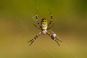 Bilder Datiert 18. August 2012: Marco ist ein Bild eines Insekts.