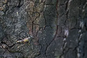 Bilder Datiert 19. Juni 2019: Marco ist ein Insekt.