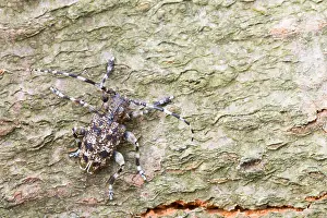 Bilder vom 7. Juli 2013: Marco ist ein Insektbild.