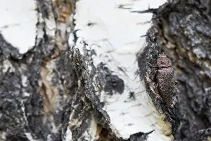 Russian Wildlife Drucke: Marco image of an insect
