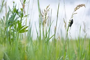 Asian Wildlife Images Drucke: Marco image of an insect