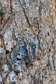Wildlife In Bavaria Germany Drucke: Marco image of an insect