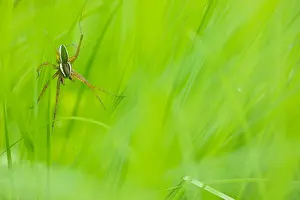 Asian Wildlife Images Drucke: Marco image of an insect