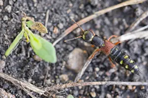Marco ist ein Insektbild.