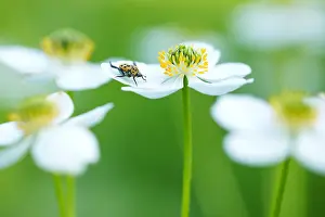 Asian Wildlife Images Drucke: Marco image of an insect