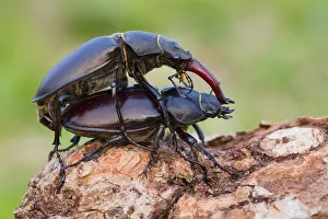 Marco ist ein Bild eines Insekts.