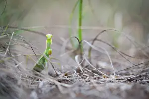 Marco-Bild eines Insekts