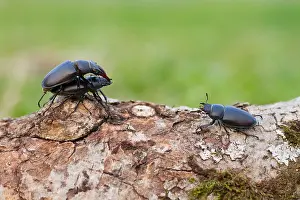 Outdoor Insect Photography Drucke: Marco image of an insect