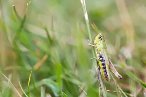 European Grasshopper Species Drucke: Marco image of an insect
