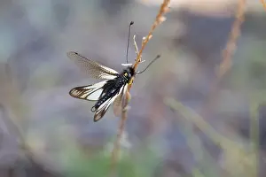 Marco ist ein Insektenbild.