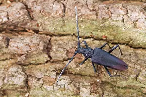 Marco ist ein Bild eines Insekts.