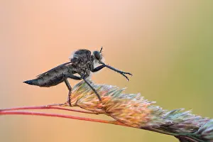 Nature Photography Germany Outdoors Drucke: Marco image of an insect
