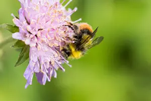 Wild Nature Photography Drucke: Marco image of an insect