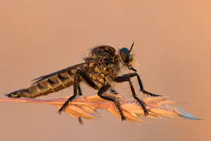 Marco-Bild eines Insekts.