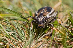 Bilder Datiert 19. Mai 2014: Marco ist ein Bild eines Insekts.