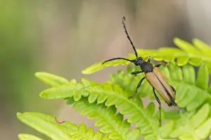 Outdoor Insect Photography Drucke: Marco image of an insect