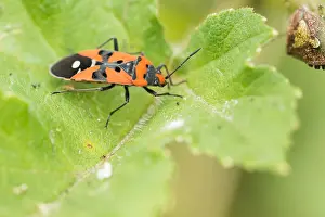 Bilder Datiert 19. August 2019: Marco ist ein Insektbild.