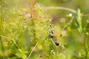 European Grasshopper Species Drucke: Marco image of an insect