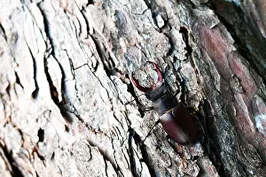 Marco ist ein Insektbild.