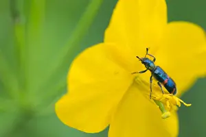 Russian Wildlife Photography Drucke: Marco image of an insect