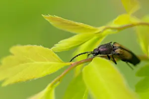 Insect Metamorphosis Process Drucke: Marco image of an insect