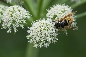 Wildlife Fauna Drucke: Marco image of an insect
