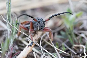 Marco ist ein Bild eines Insekts.