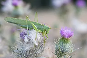 Bilder Datiert 12. August 2015: Marco ist ein Insekt.