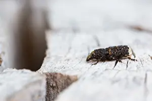 Marco ist ein Bild eines Insekts.