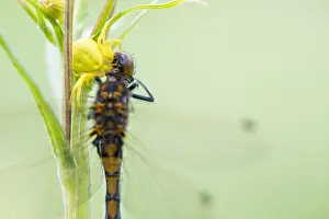Marco ist ein Bild eines Insekts.