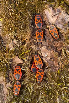 Outdoor Insect Photography Drucke: Marco image of an insect