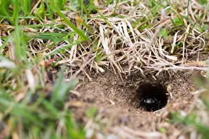 Bilder Datiert 11. April 2018: Marco ist ein Insekt.