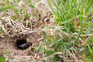 Bilder Datiert 11. April 2018: Marco ist ein Insekt.