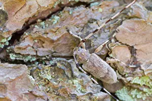Bilder Datiert 13. April 2014: Marco ist ein Insektbild.