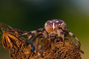 Bilder Datiert 18. August 2012: Marco ist ein Insektbild.