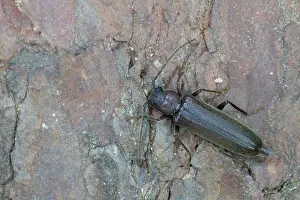 Marco ist ein Bild eines Insekts.