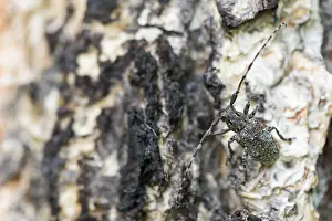 Marco ist ein Insektbild.
