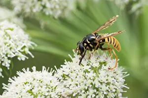 Bilder Datiert 6. August 2019: Marco ist ein Insektbild.