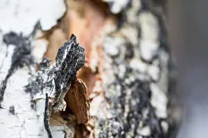 Marco ist ein Bild eines Insekts.