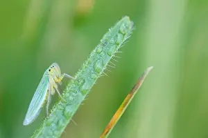 Marco image of an insect