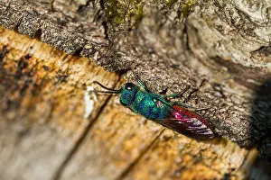 Bilder Datiert 13. April 2014: Marco ist ein Insektenbild.