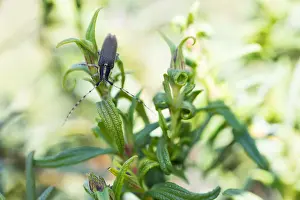 Marco image of an insect