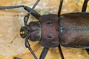 Bilder Datiert 3. August 2013: Marco ist ein Bild eines Insekts.