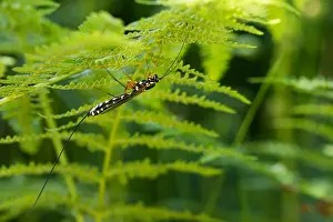 German Wildlife Fauna Images Drucke: Marco image of an insect