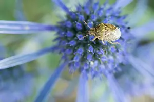 Marco ist ein Insektenbild.